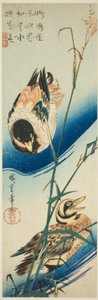 Deux canards nageant parmi les roseaux - Utagawa Hiroshige