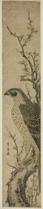 Faucon sur un cerisier - Utagawa Toyohiro