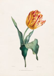 Tulipe antique par Valentine Bartholomew