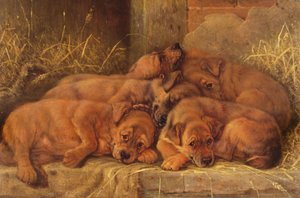 Amour de chiot