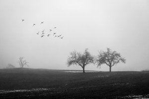 Arbres brumeux et oiseaux - Vanja Tajnsek