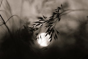  - Vedrana Domazet