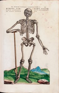 Humani Corporis Ossium, illustration de "De Humani Corporis Fabrica Libri Septem" par Andreas Vesalius - Venetian School