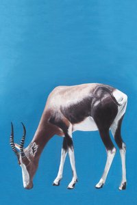 Blesbok en train de paître, bleu