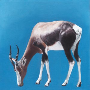 Bontebok contre Blue - Viccy Wanliss