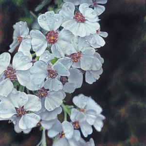 Fleurs blanches baignées de rosée - Viccy Wanliss