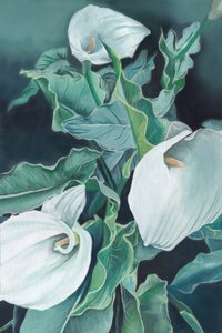 Élégants lis calla