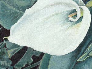 Élégante fleur de calla
