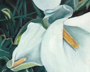Élégants lys blancs