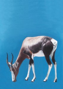 Une antilope blesbok en train de paître