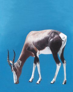 Une antilope bontebok en train de paître - Viccy Wanliss