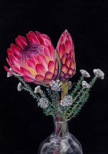 Protea et Blombos, par Viccy Wanliss