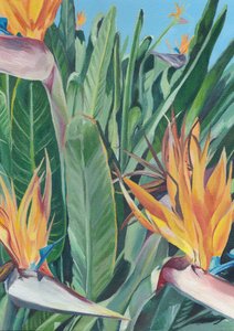 Oiseau de paradis aux couleurs éclatantes