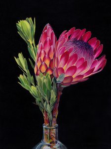 Fleurs éclatantes de protéa
