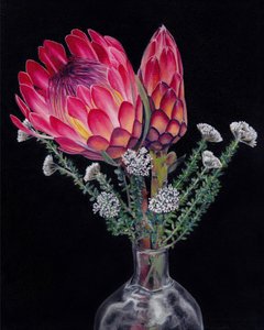 Fleurs éclatantes de protéa