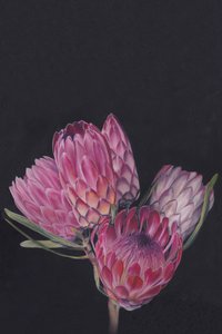 Des fleurs de protéa aux couleurs éclatantes