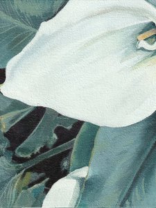 Fleur de calla blanche