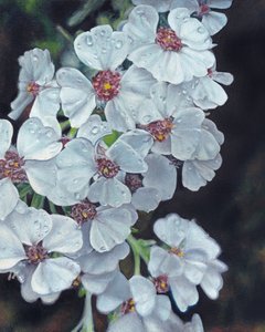 Fleurs blanches et gouttes de rosée