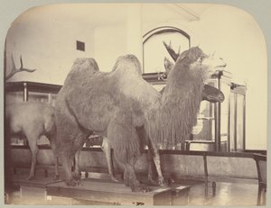 Pl. VIII. Chameau et élan - Victor Prevost, Gaston L. Feuardent and Co., New York