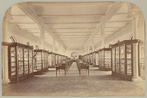Pl. V. Étage supérieur : Fossiles - Victor Prevost, Gaston L. Feuardent and Co., New York