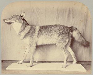Pl. XII. Loup européen