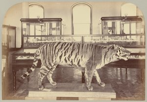 Pl. XI. Tigre du Bengale - Victor Prevost, Gaston L. Feuardent and Co., New York