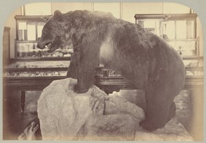 Pl. X. Ours grizzly - Victor Prevost, Gaston L. Feuardent and Co., New York