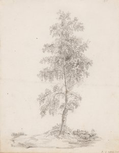 Birch - Victoria Åberg