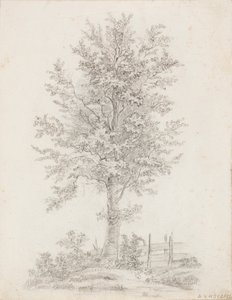 Arbre à feuilles larges