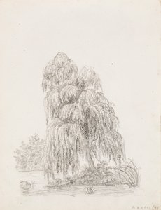 Arbre à feuilles larges