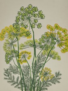 Aneth jaune frais