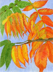 Feuilles d