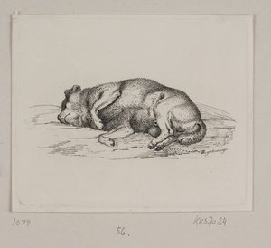 Un chien couché