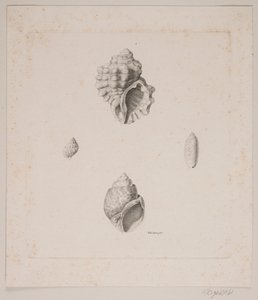 Quatre coquillages - Vilhelm Kyhn