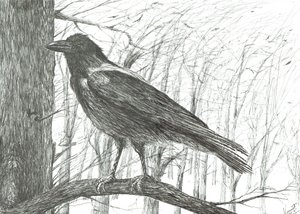Oiseau - Vincent Alexander Booth