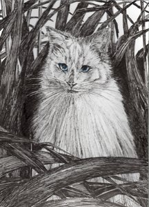 Monty dans la jungle - Vincent Alexander Booth