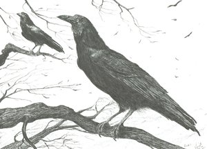 Observateurs, 2011 - Vincent Alexander Booth