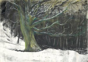 Arbre en hiver dans les bois d