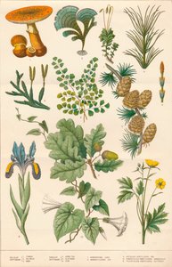 Illustration botanique, vers 1880