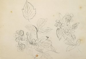 Étude de fleurs, 1869-1871 - Vincent Colyer