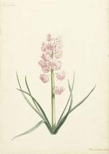 Hyacinthe Coralienne - Vincent Laurensz. van der Vinne (II)
