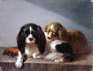 Épagneuls King Charles - Vincent de Vos