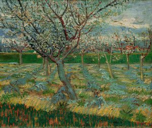 Verger en fleurs avec des abricotiers