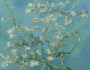 Fleurs d