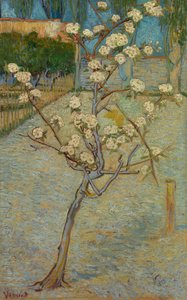 Petit poirier en fleur