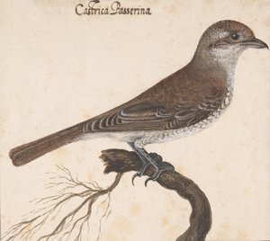 Castrica Passerina - Vincenzo Leonardi
