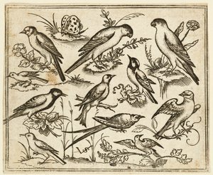 Onze oiseaux perchés sur des touffes de feuillage fleuri et de petites branches, 1557 - Virgil Solis