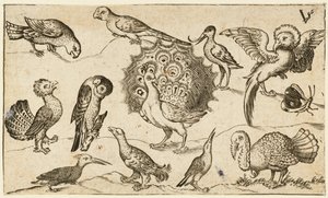 Paon entouré de neuf autres oiseaux, dont une dinde, et un papillon