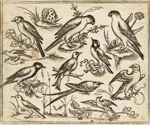 Onze oiseaux sur des branches fleuries avec un papillon, de Douce Ornament Prints Album I - Virgilius the elder (after) Solis