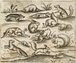 Groupe de petits animaux de la forêt autour d